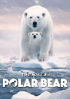 Polar Bear 2022