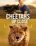Cheetahs Up Close with Bertie Gregory (2026)
